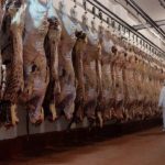 Corrientes busca habilitar un frigorífico para faena de ciervo axis y chancho salvaje: la provincia apunta a convertir una plaga en oportunidad