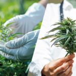 Corrientes lanzará en farmacias el aceite medicinal de cannabis producido en la provincia y apunta a exportarlo