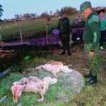 CURUZÚ CUATIÁ: ALLANARON LA CASA DE UN PRESUNTO LADRÓN DE OVEJAS