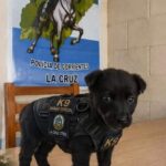 De ser abandonado al costado de la ruta a encontrar una familia: la historia de «Piru», el nuevo integrante del PRIAR de La Cruz