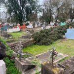 CAYÓ UN CIPRÉS ANTIGUO ENTRE LAS TUMBAS DEL CEMENTERIO MUNICIPAL